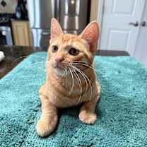 Thumbnail photo of Kitty #3