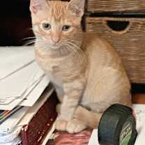 Thumbnail photo of Kitty #4