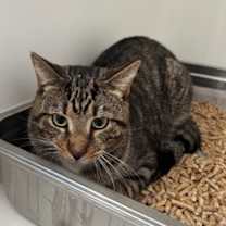 Thumbnail photo of Kion #2