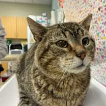 Thumbnail photo of Big Boy #2