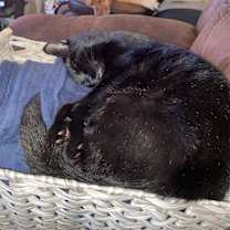Thumbnail photo of Lucifer #3