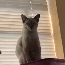 Thumbnail photo of Snowflake #2