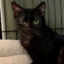 Thumbnail photo of Ondina #2