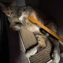 Thumbnail photo of Greta #2