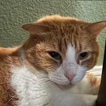 Thumbnail photo of Goldie #2