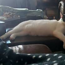 Thumbnail photo of Luna #1