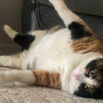 Thumbnail photo of Patches #2