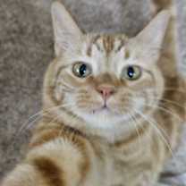 Thumbnail photo of Winston #3