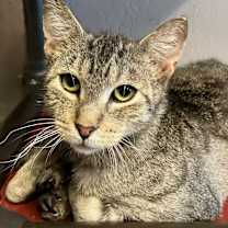 Thumbnail photo of Beisel #2