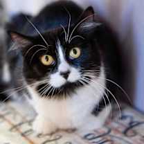 Thumbnail photo of Mama Bee #1