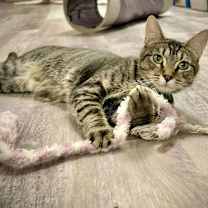 Thumbnail photo of Gilmore 2 #1