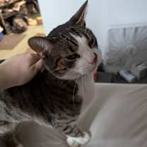 Thumbnail photo of Figs #4