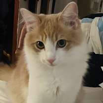 Thumbnail photo of Boots #1