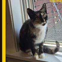 Thumbnail photo of Runaway - Not me. I luv people #2