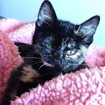 Thumbnail photo of Kit Kat #1