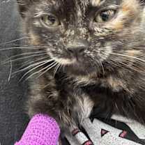 Thumbnail photo of Kit Kat #2