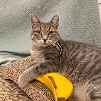 Thumbnail photo of Skye #1