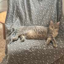 Thumbnail photo of Skye #3