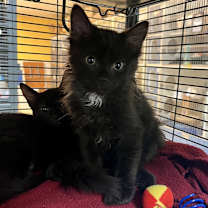 Thumbnail photo of Spike #1