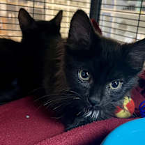 Thumbnail photo of Spike #2