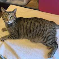 Thumbnail photo of Roddy Piper #4