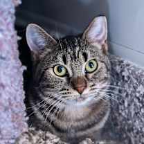 Thumbnail photo of Bindi #3