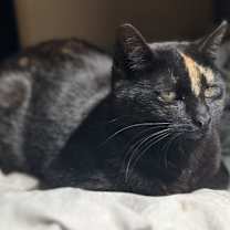 Thumbnail photo of Caramel #1