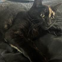 Thumbnail photo of Caramel #2