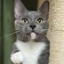 Thumbnail photo of Agatha #1