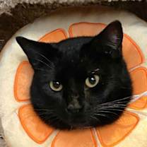 Thumbnail photo of Toothless #1