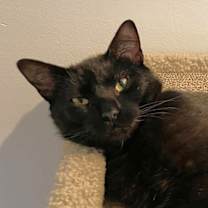 Thumbnail photo of Toothless #2