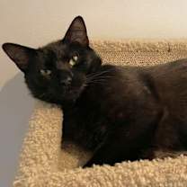 Thumbnail photo of Toothless #3