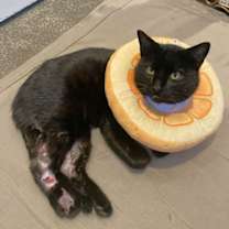 Thumbnail photo of Toothless #4