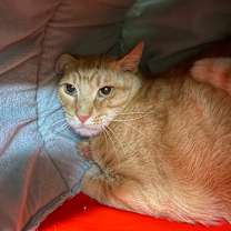 Thumbnail photo of Lazlo #2