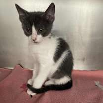 Thumbnail photo of Milhouse #3