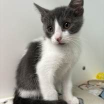 Thumbnail photo of Milhouse #4