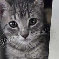 Thumbnail photo of Pinkey #1