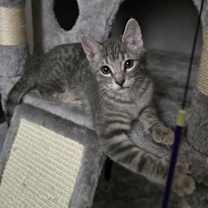 Thumbnail photo of Pinkey #2