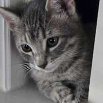 Thumbnail photo of Pinkey #3