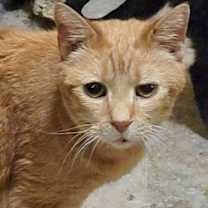 adopt-pet