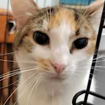 adopt-pet