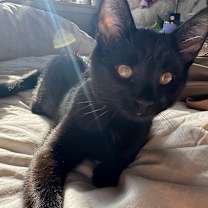 Thumbnail photo of BOO #4