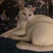 Thumbnail photo of Snuffles AKA Alaska #1