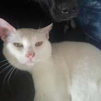 Thumbnail photo of Snuffles AKA Alaska #2