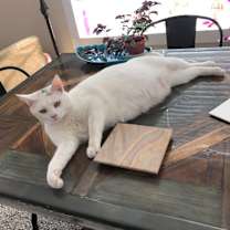 Thumbnail photo of Snuffles AKA Alaska #3