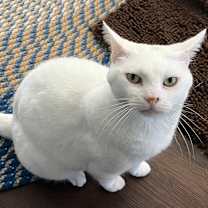 Thumbnail photo of Snuffles AKA Alaska #4