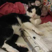 Thumbnail photo of Mac #4