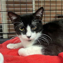 Thumbnail photo of OREO #2