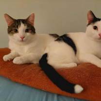 Thumbnail photo of Valentino #3