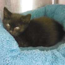 Thumbnail photo of Viper #2